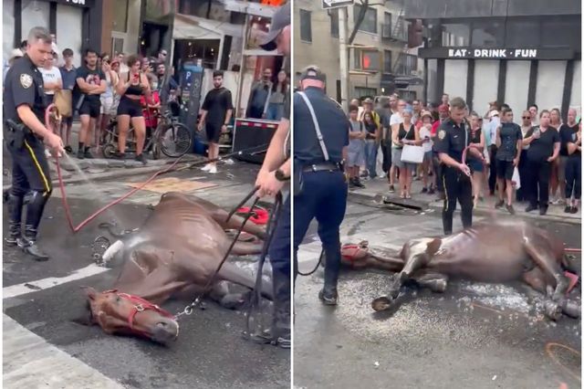 A carriage horse collapses in Manhattan on Wednesday, August 10th, 2022.